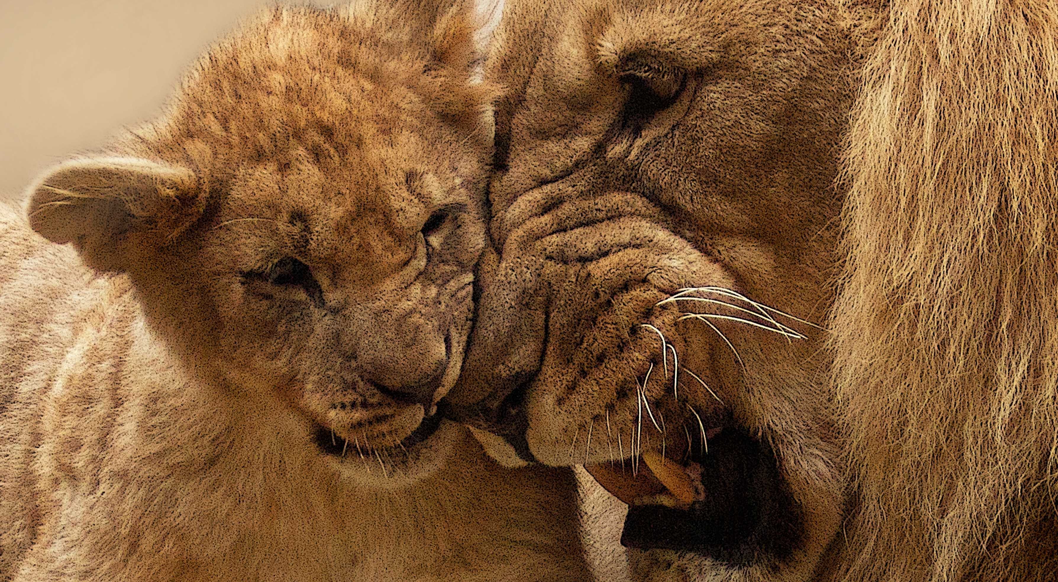 Which Countries Have Lion As National Animal